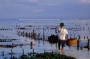 12 - Cultivateur d algues à Nusa Lembongan